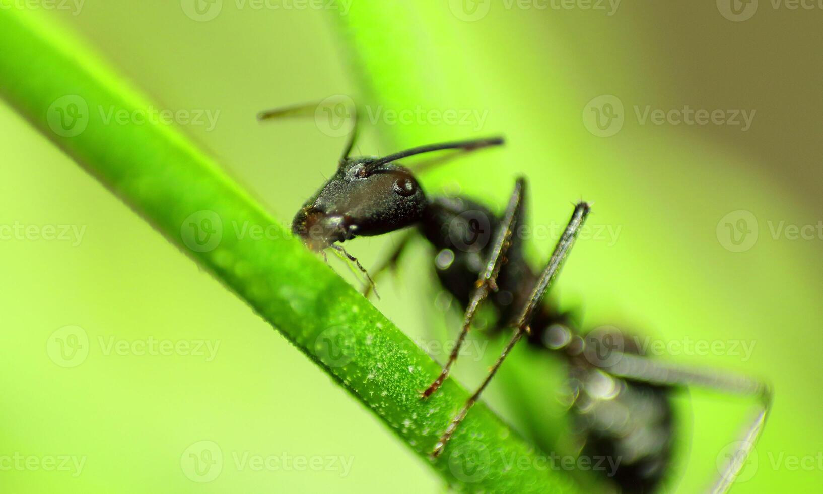 macro ant photo