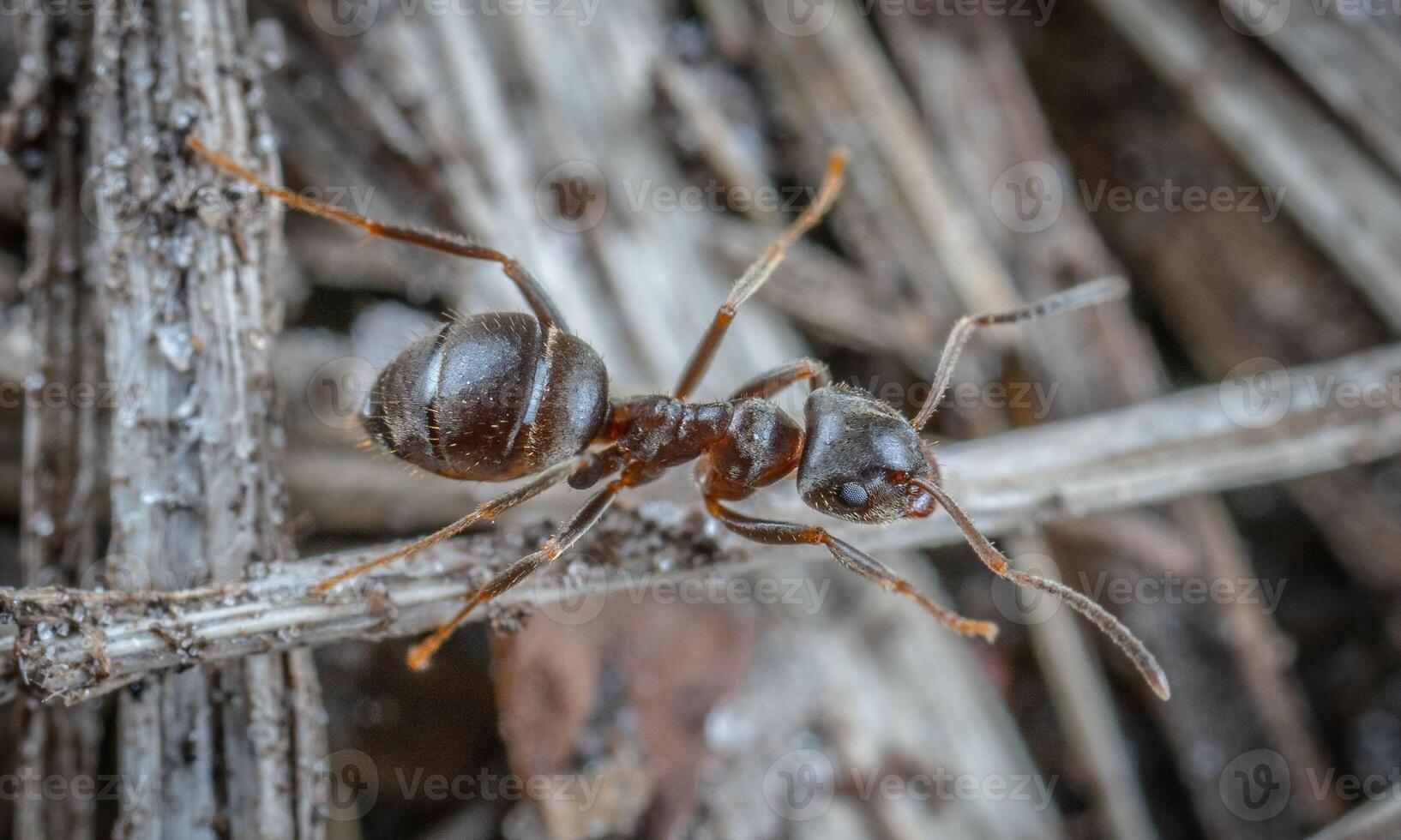 macro ant photo
