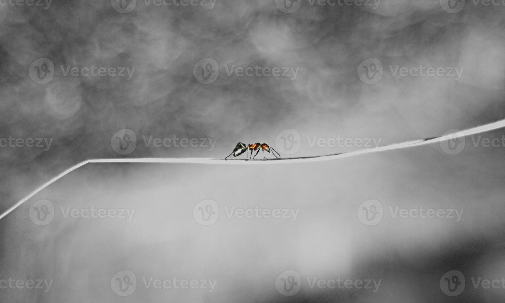 macro ant photo