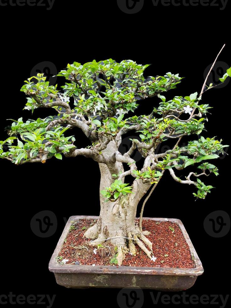 bonsai tree in a decorative pot photo