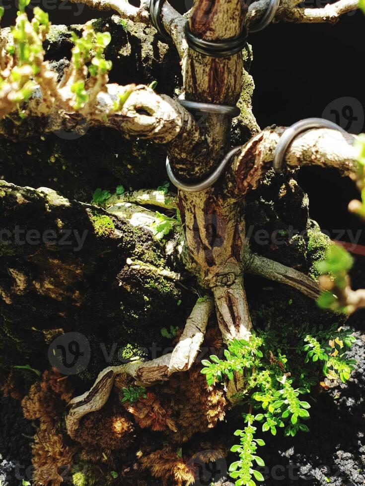 bonsai árbol en un decorativo maceta foto