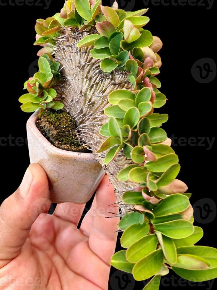 bonsai tree in a decorative pot photo