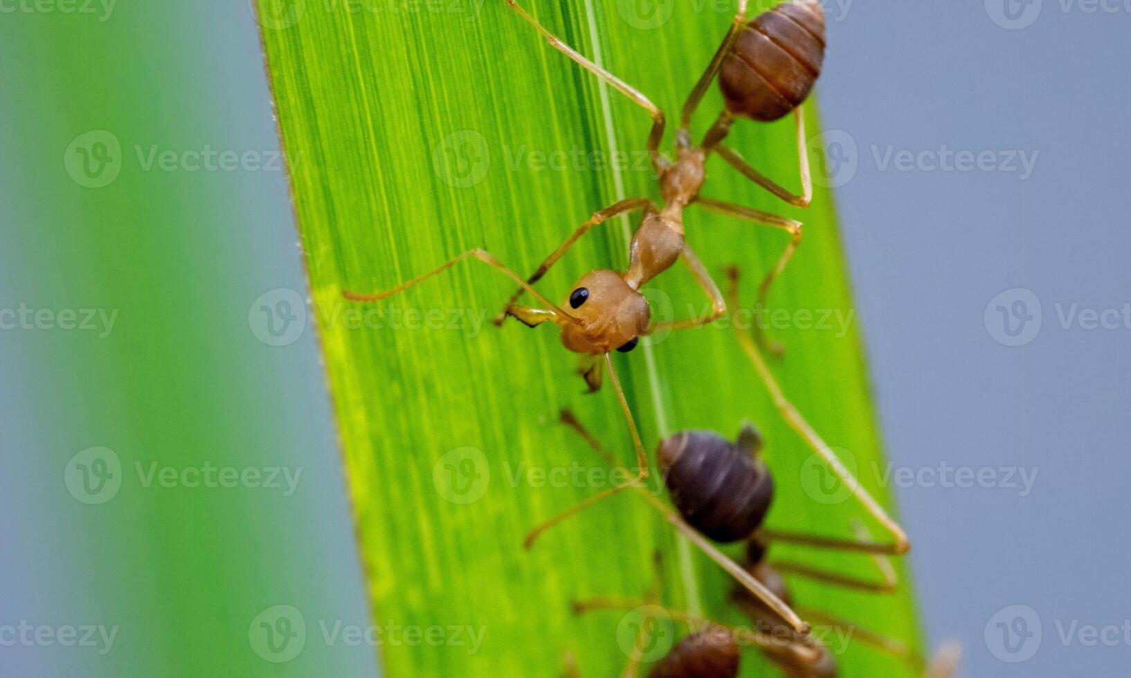 macro ant photo