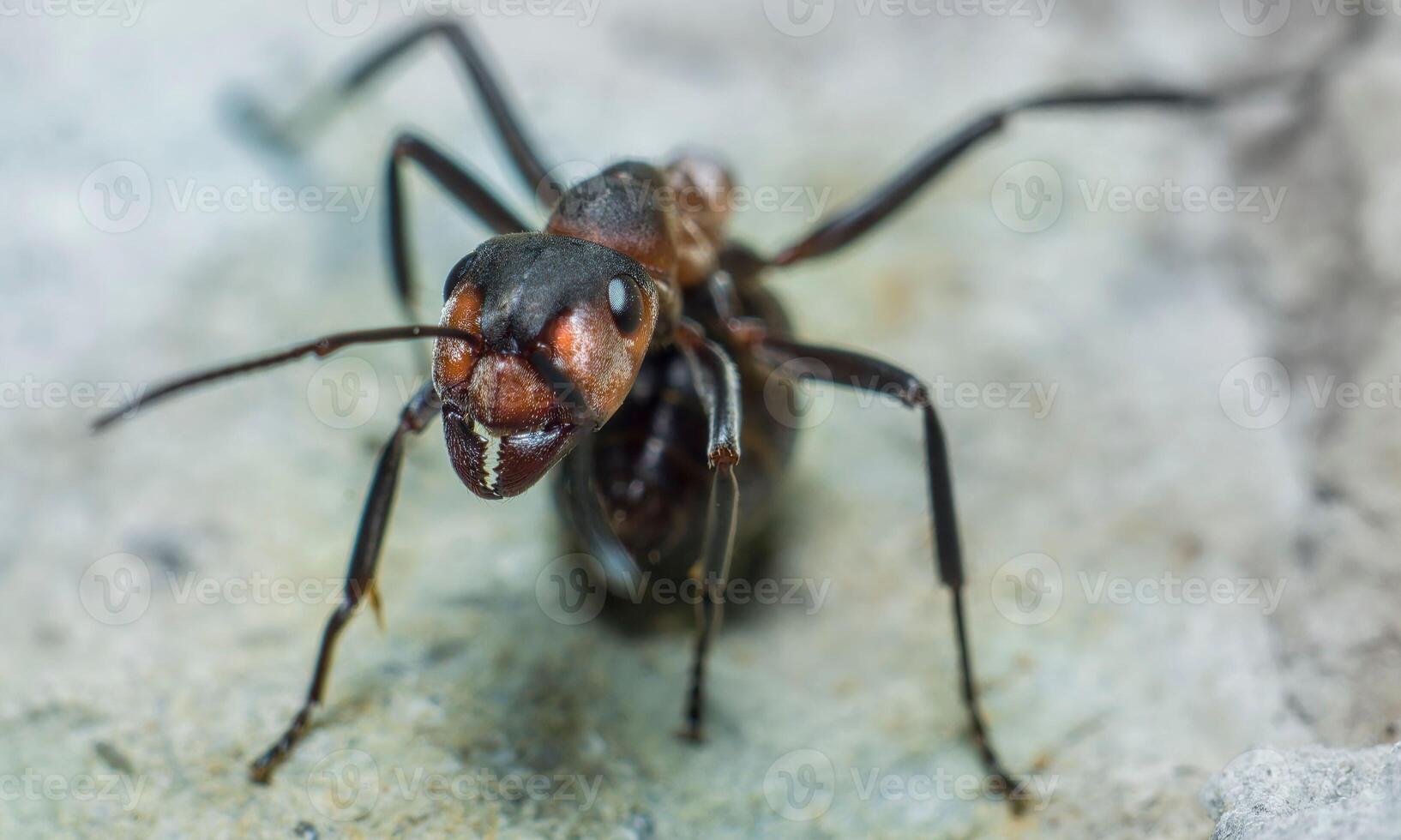 macro ant photo