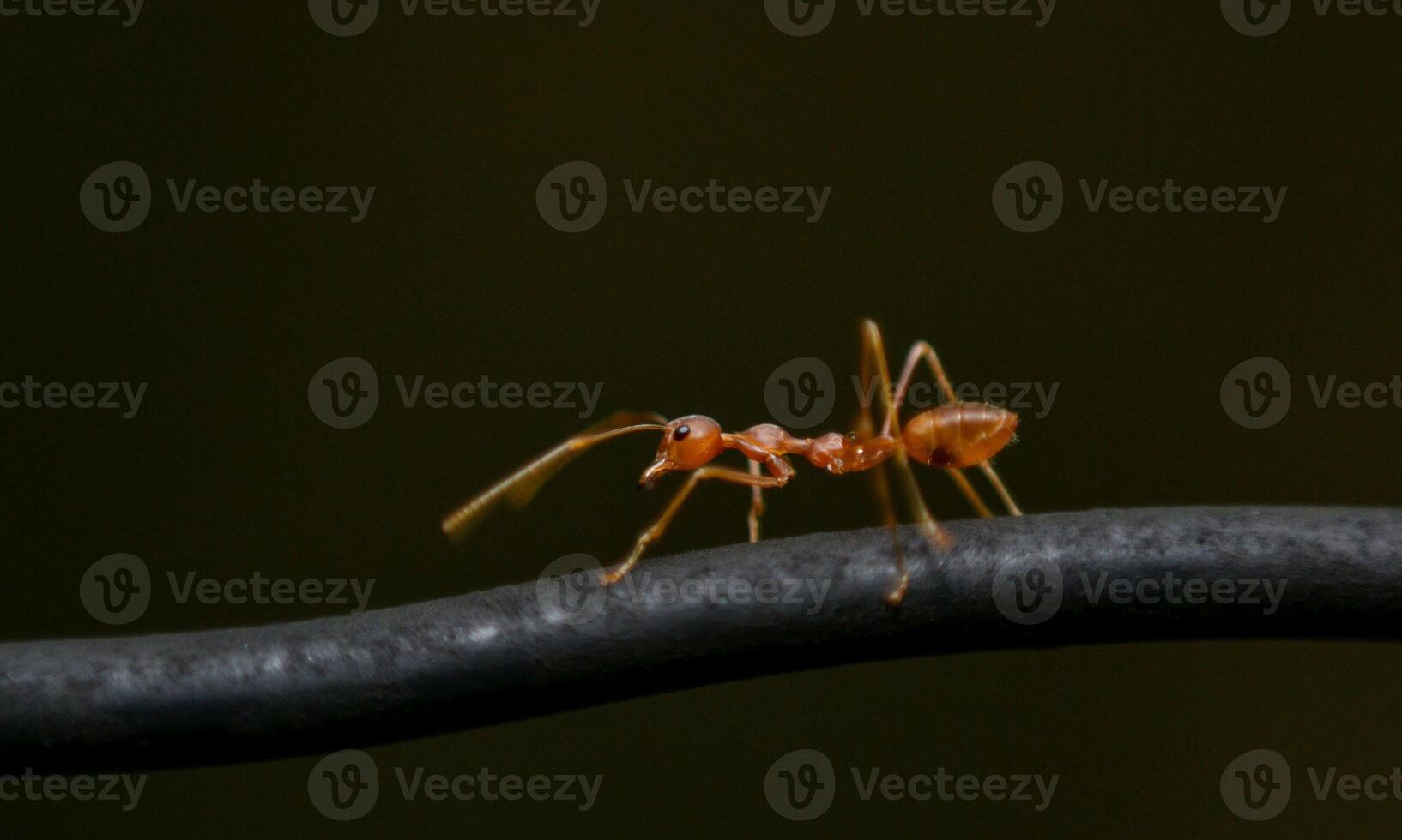 macro ant photo
