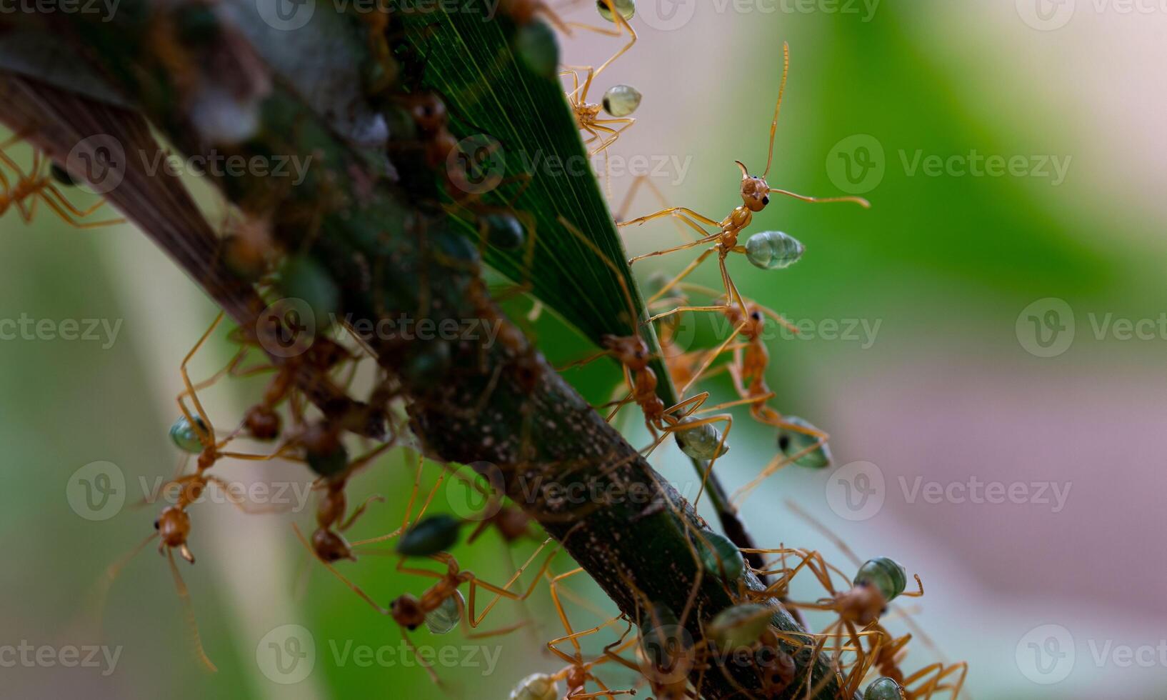 macro ant photo