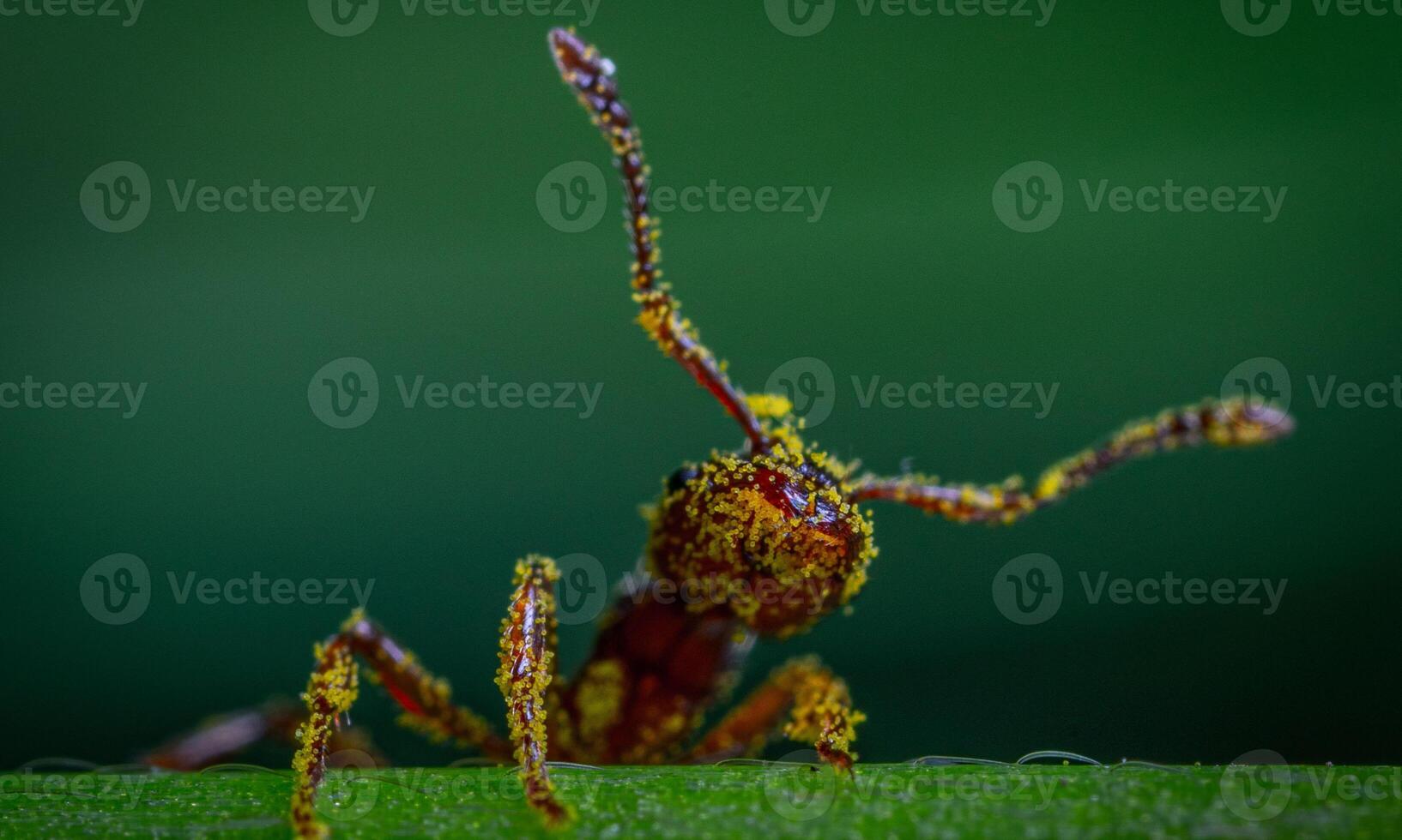 macro ant photo