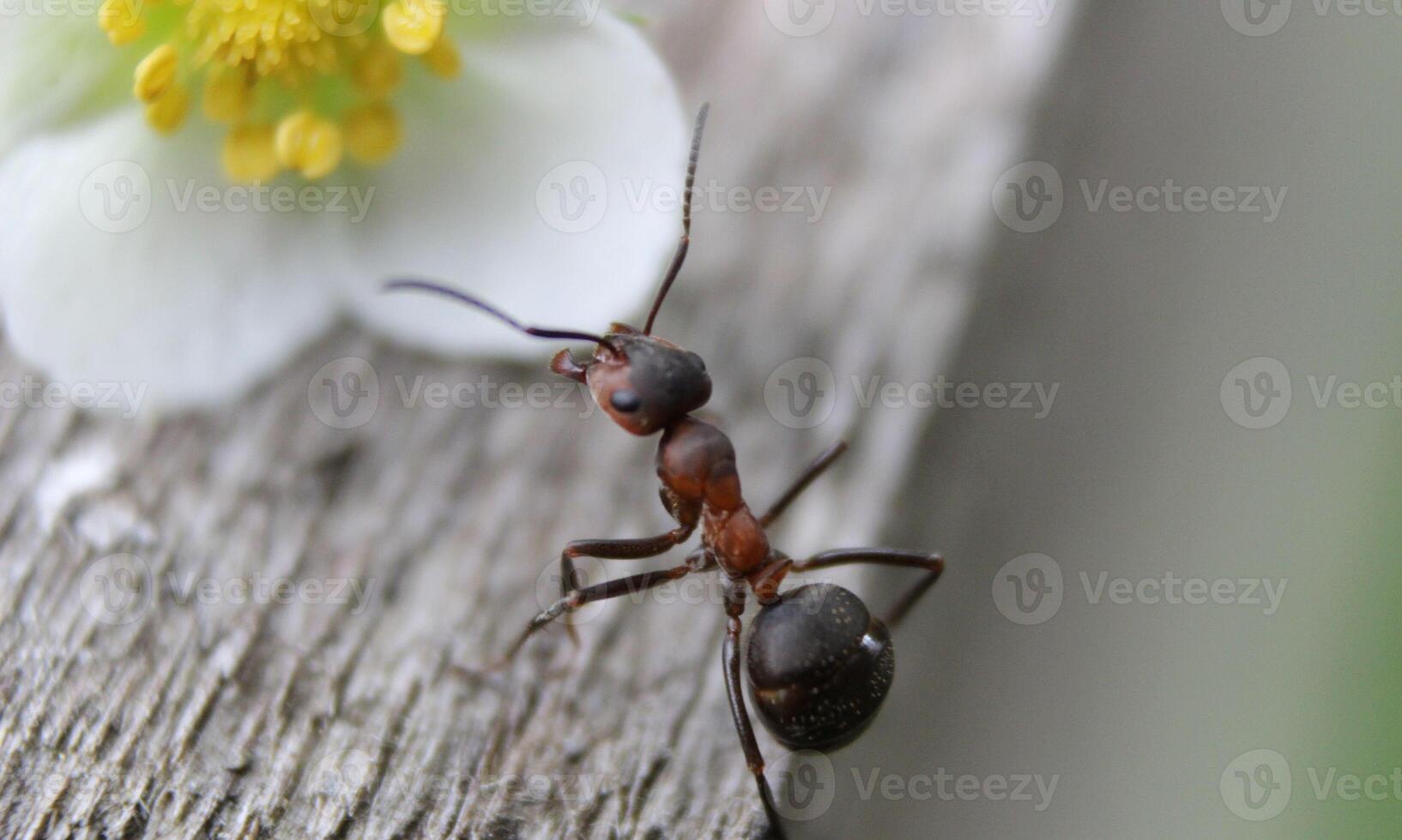 macro ant photo