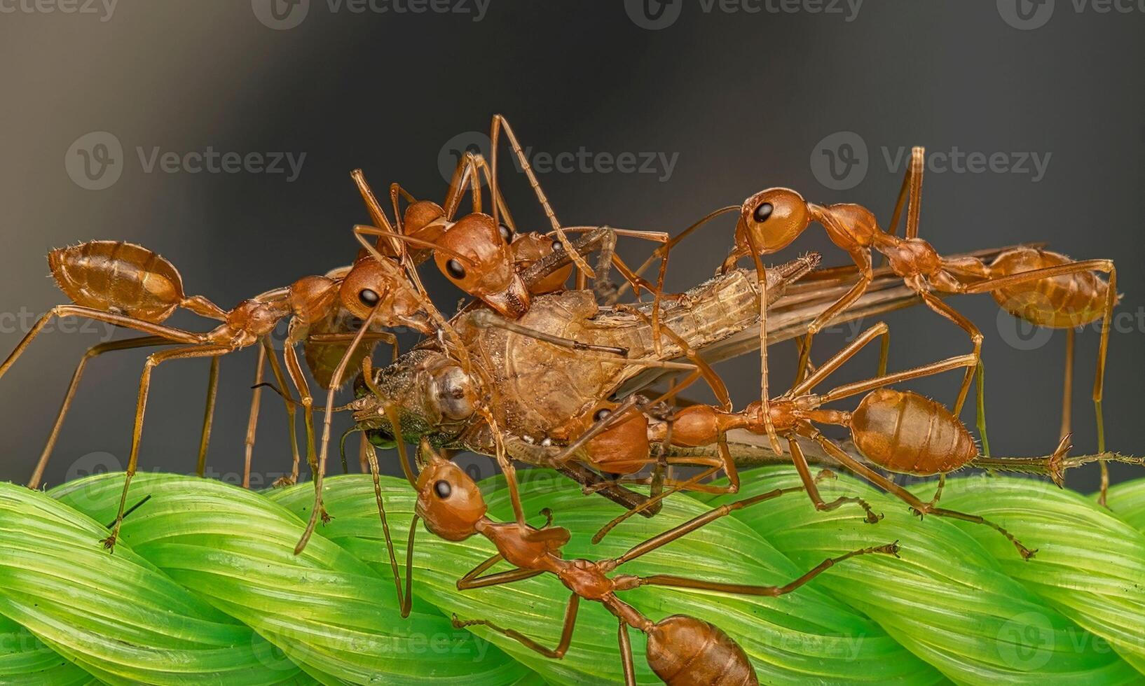 macro ant photo