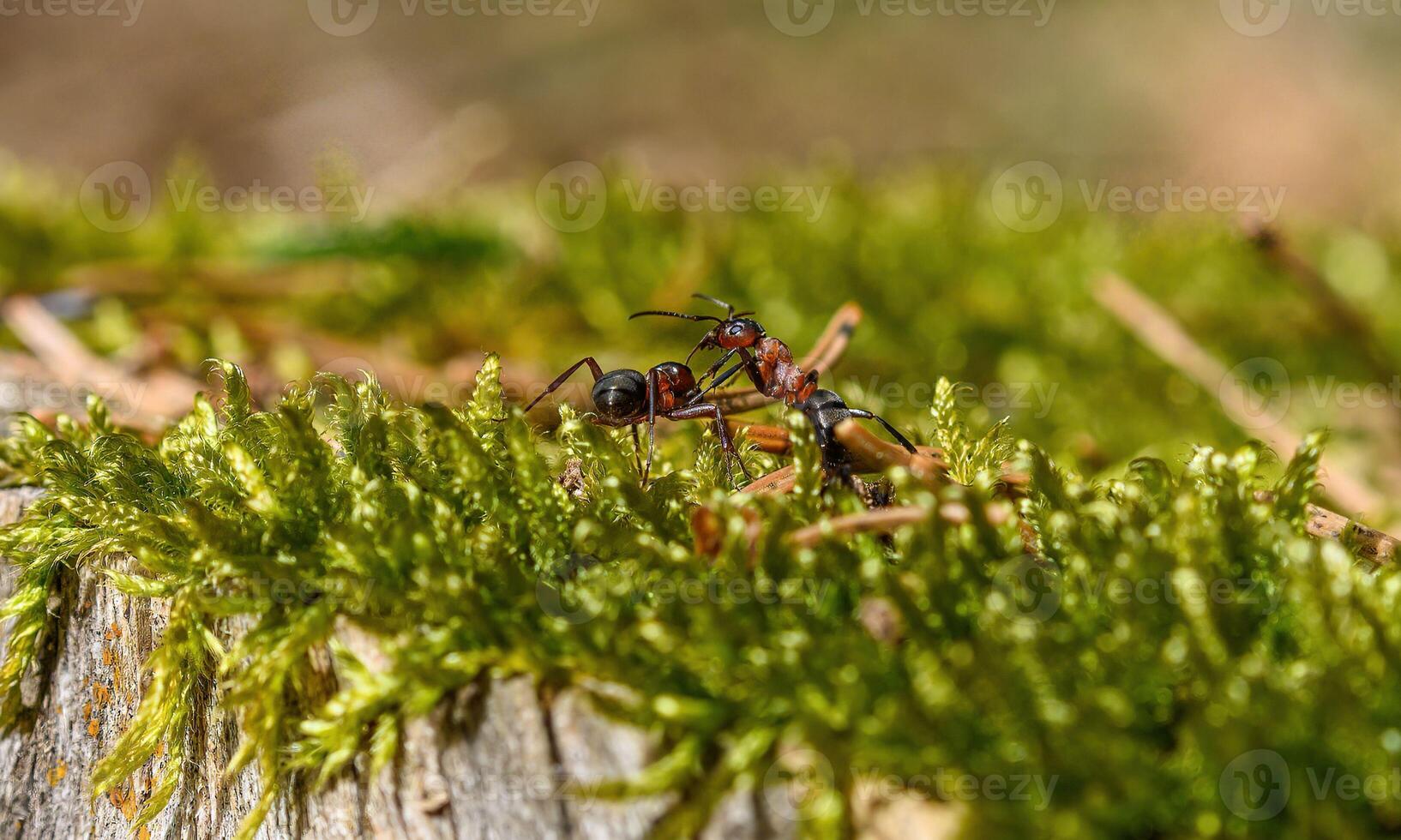 macro ant photo