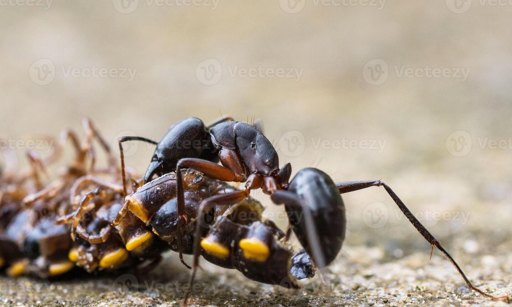 macro ant photo