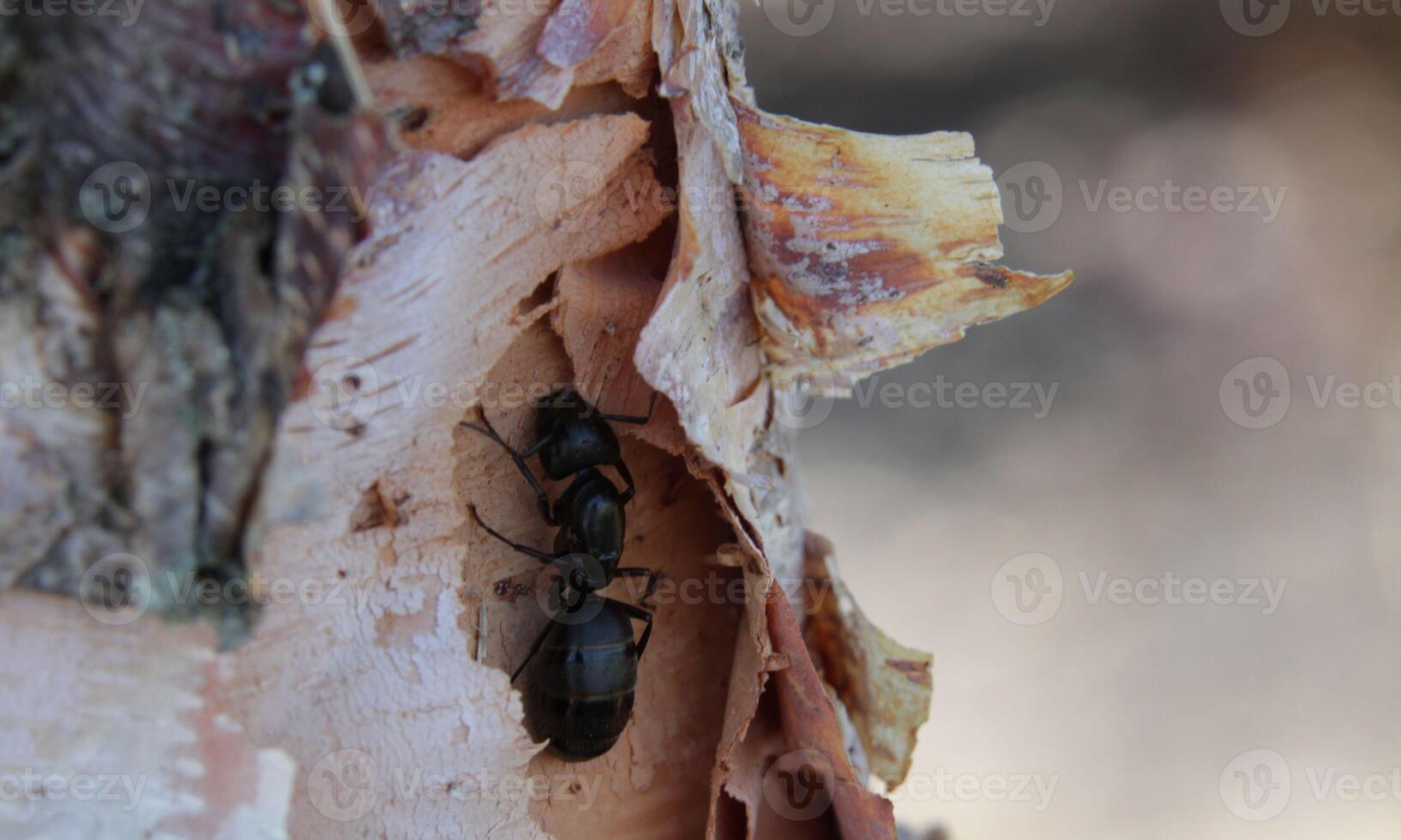 macro ant photo