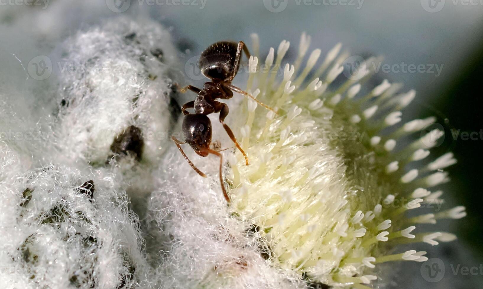 macro ant photo