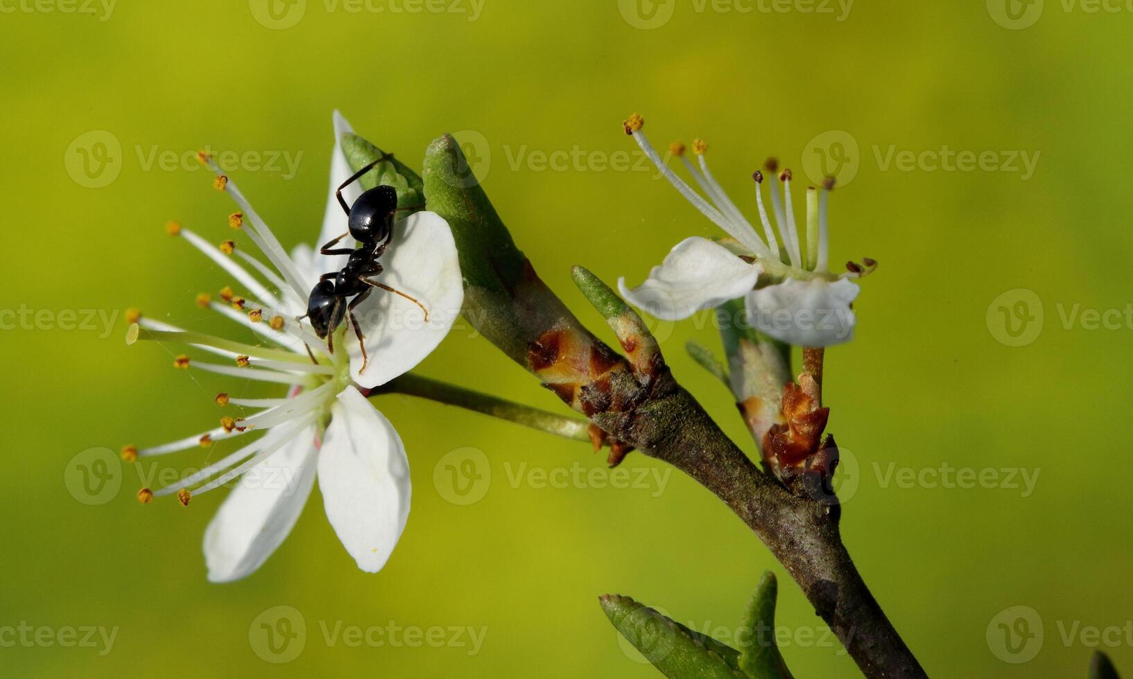 macro ant photo