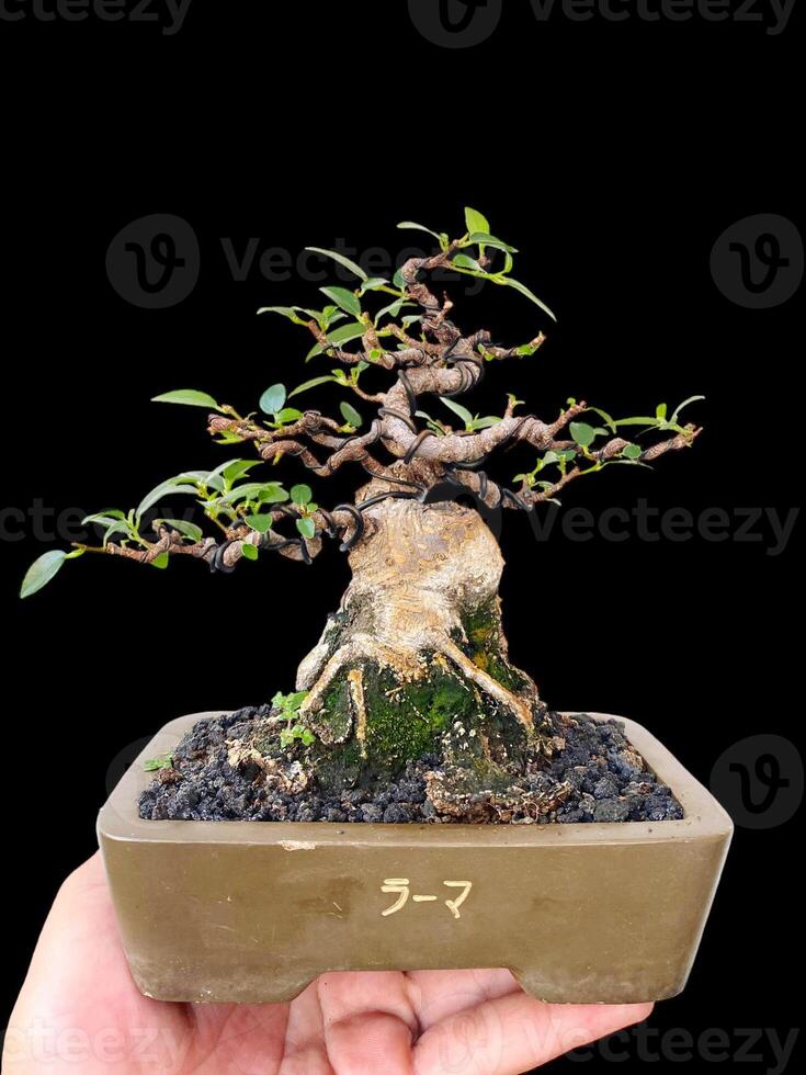 bonsai tree in a decorative pot photo