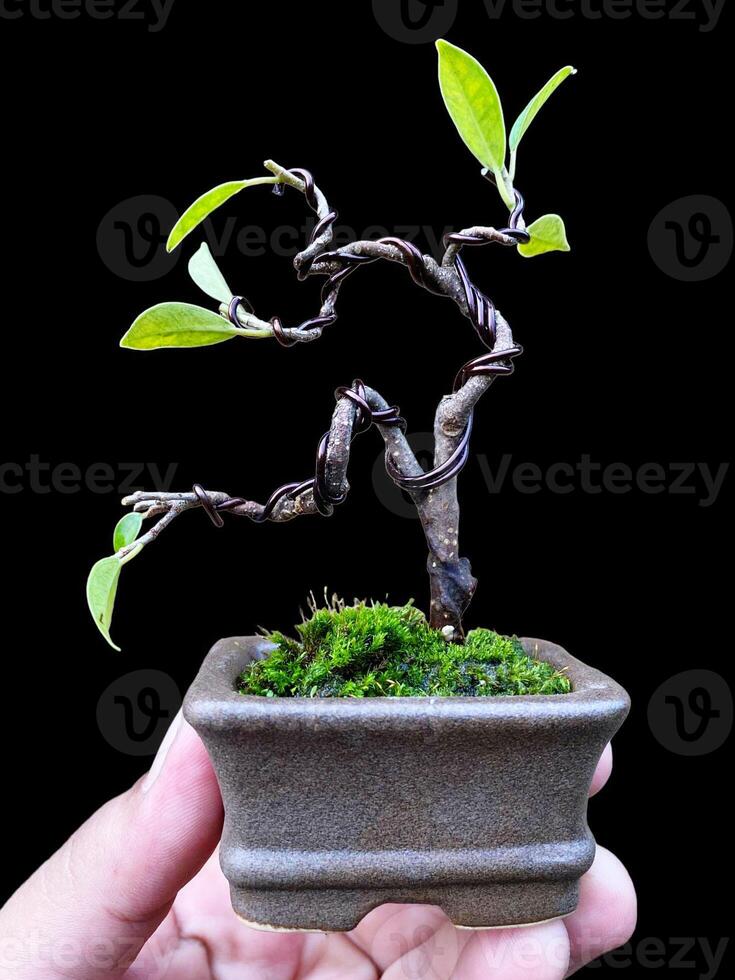 bonsai tree in a decorative pot photo