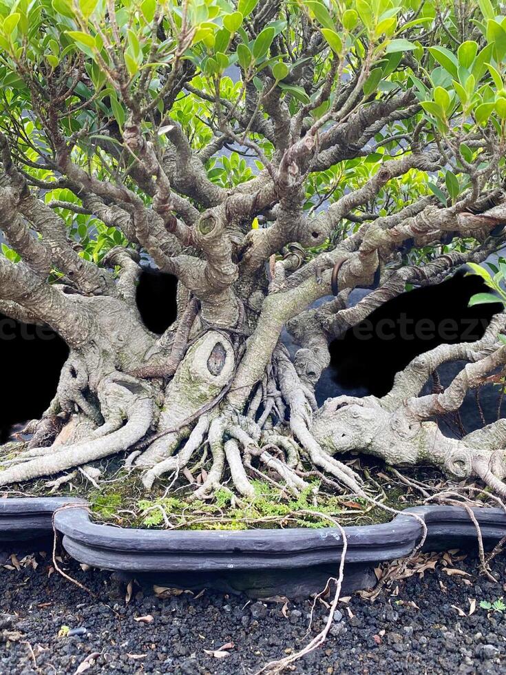 bonsai árbol en un decorativo maceta foto