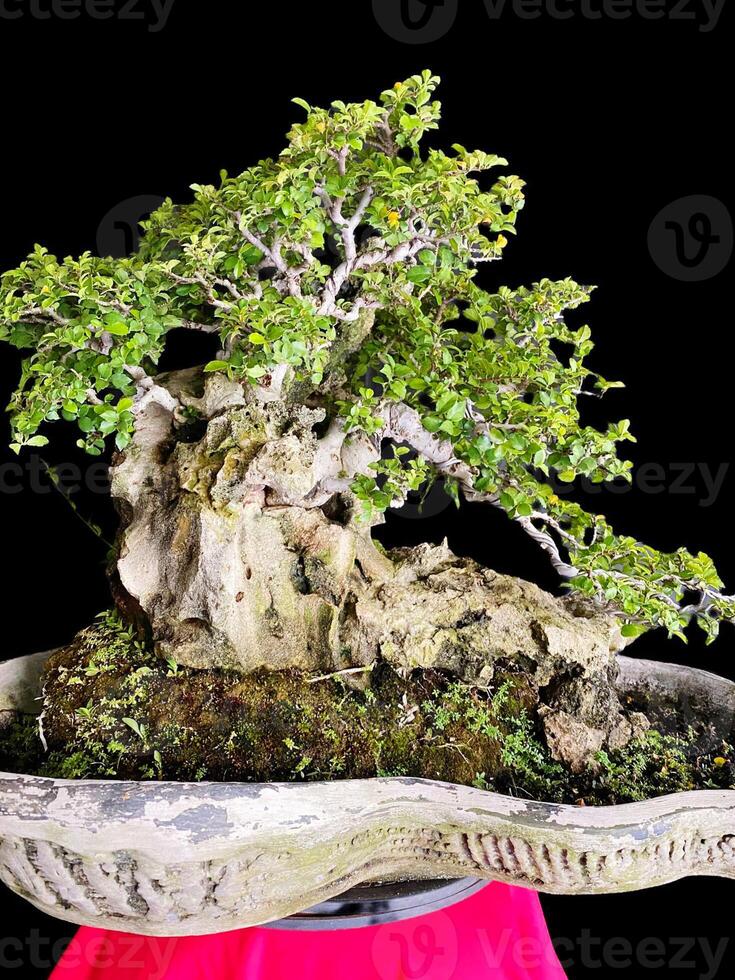 bonsai tree in a decorative pot photo