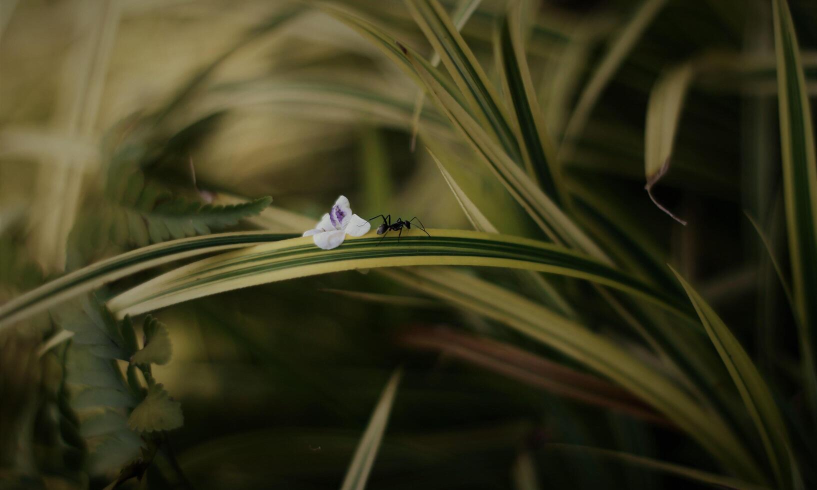 macro ant photo