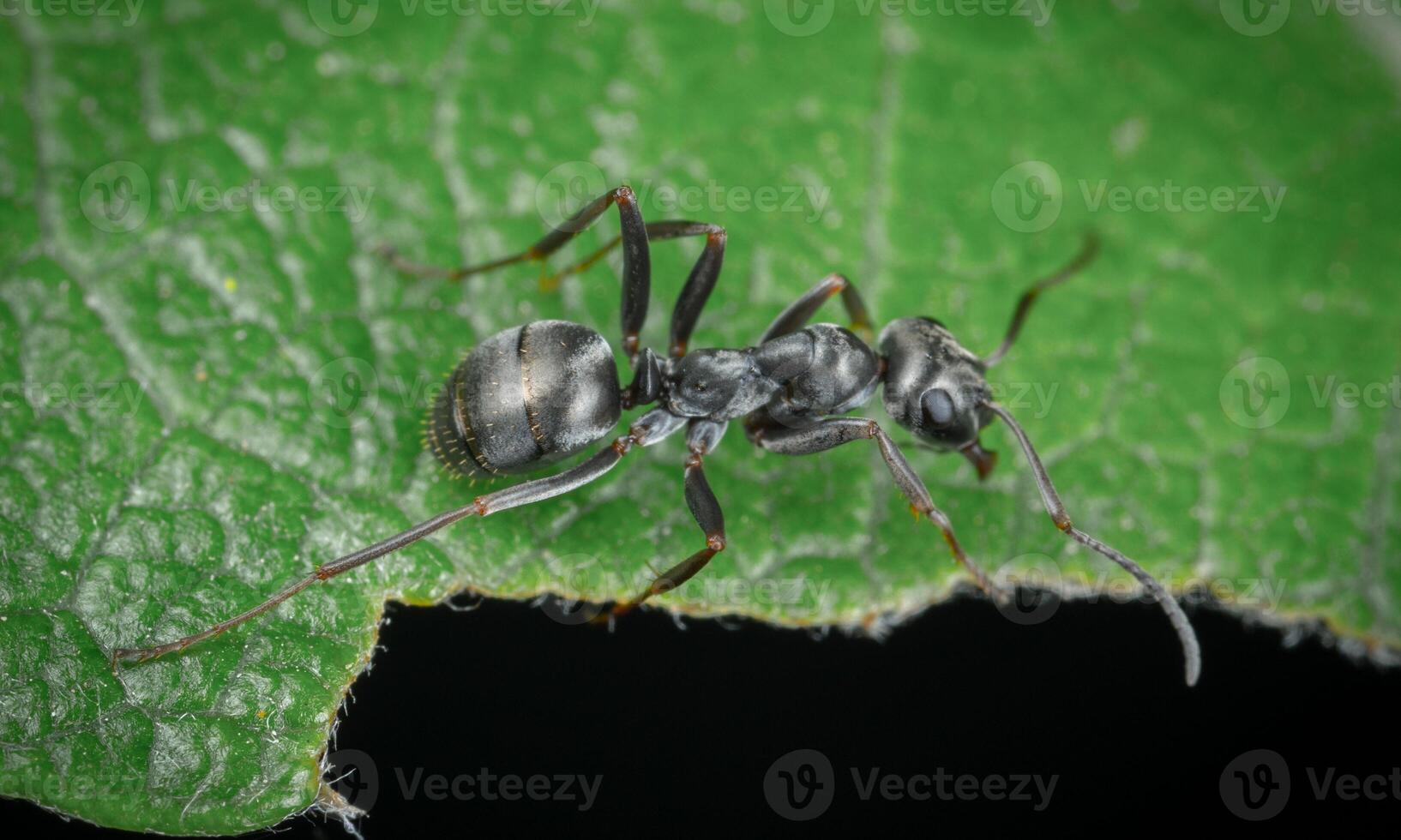 macro ant photo