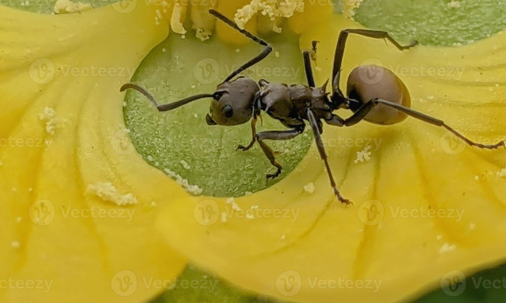 macro ant photo