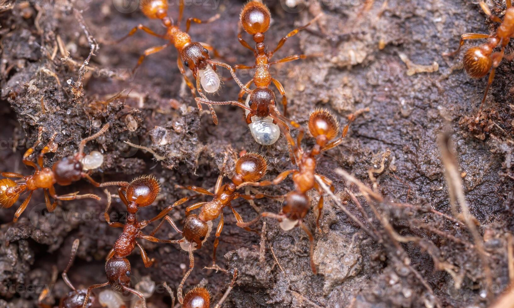 macro ant photo