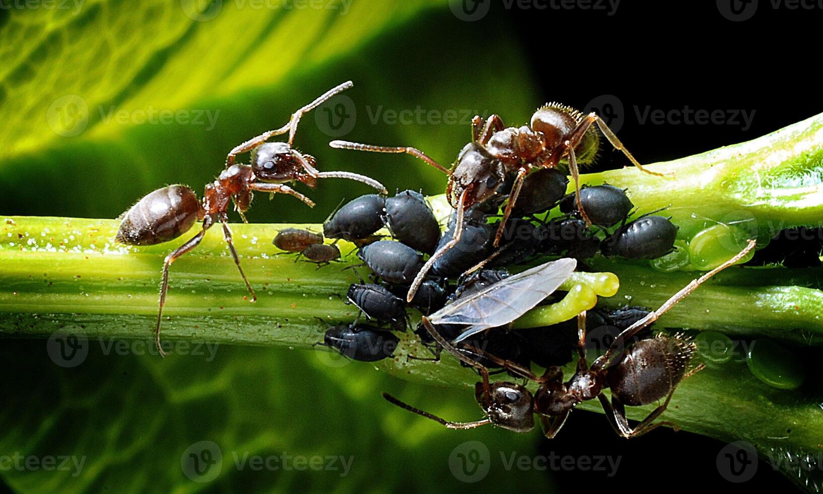 macro ant photo