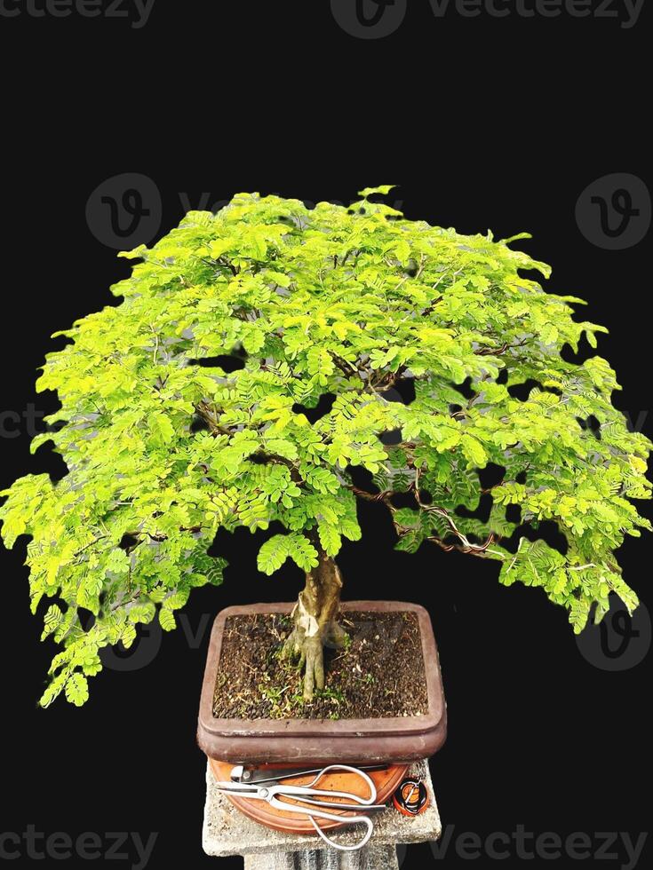 bonsai tree in a decorative pot photo