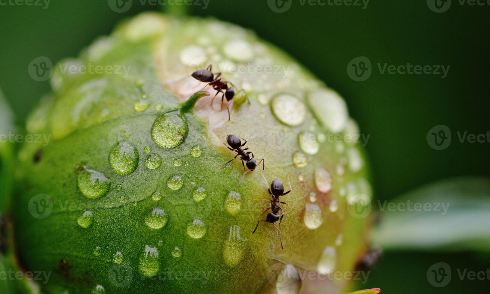 macro ant photo