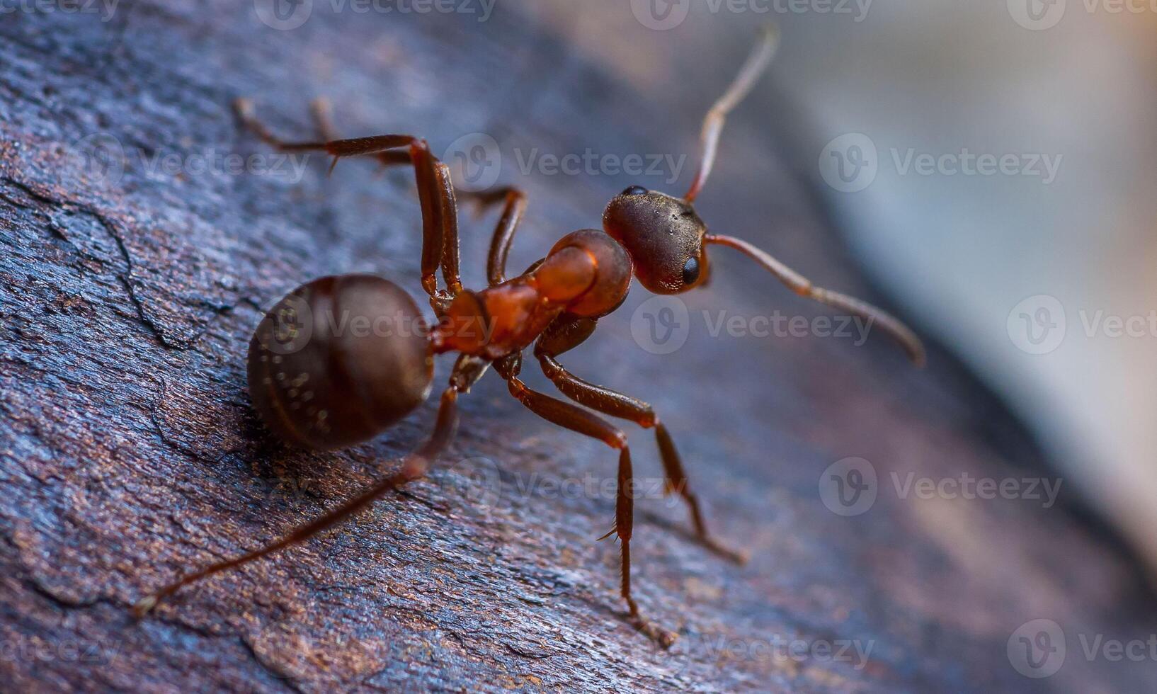 macro ant photo