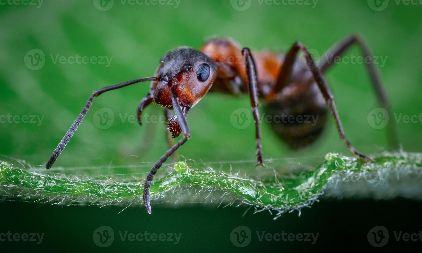macro ant photo