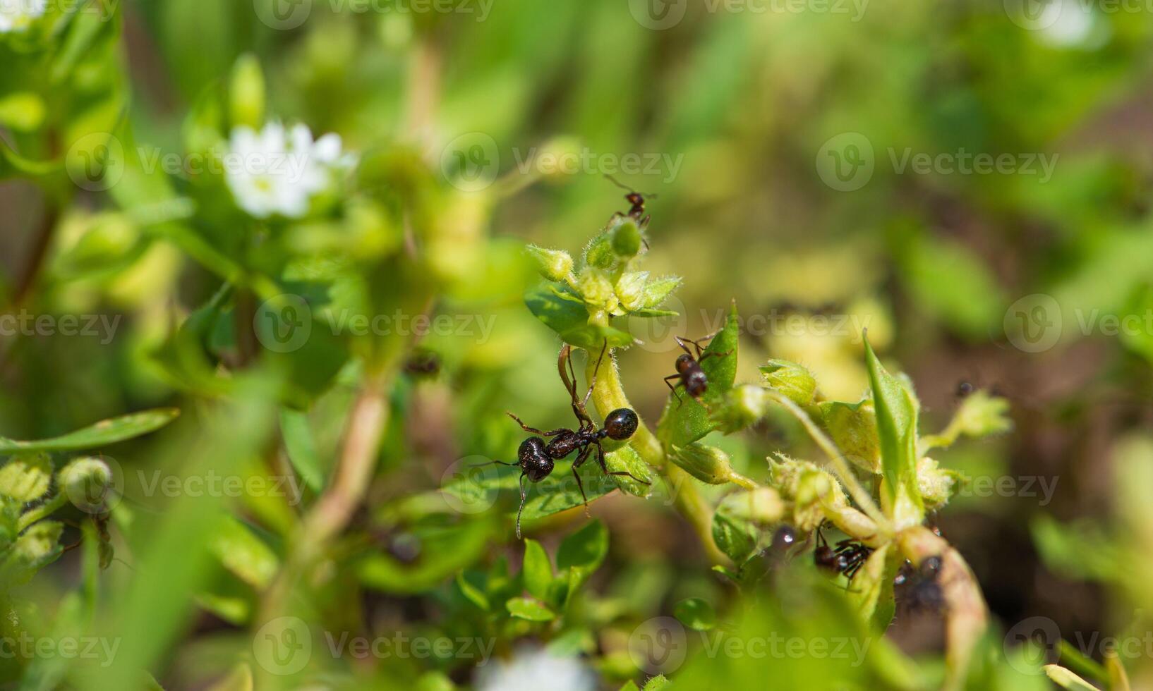 macro ant photo