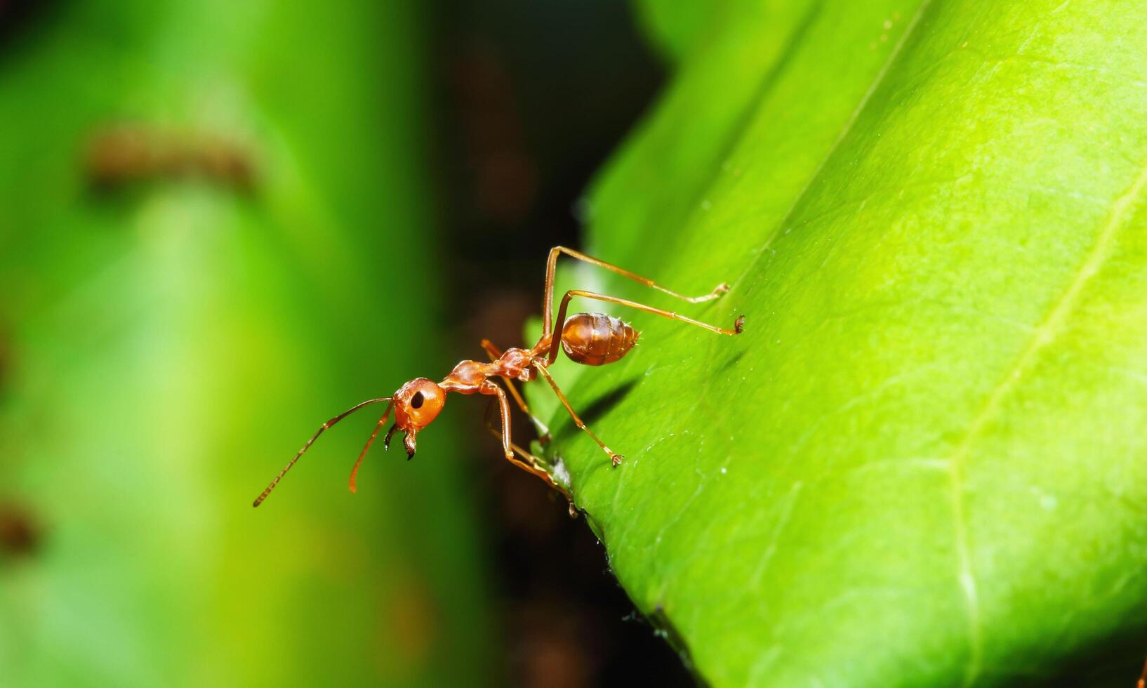 macro ant photo