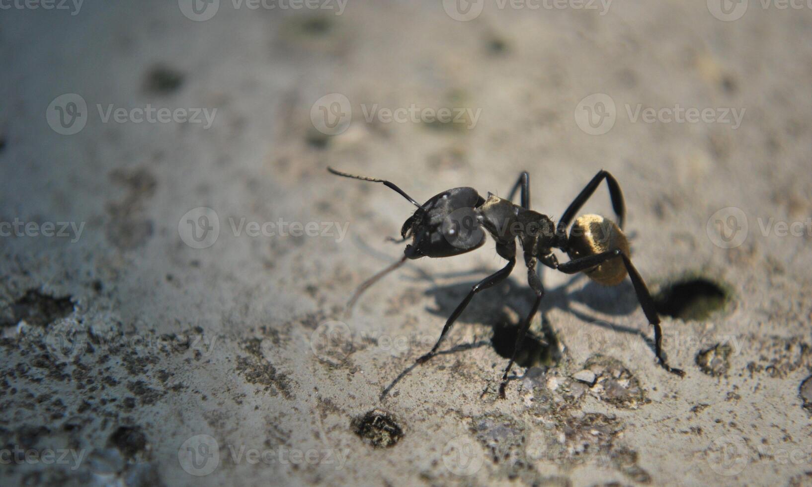 macro ant photo