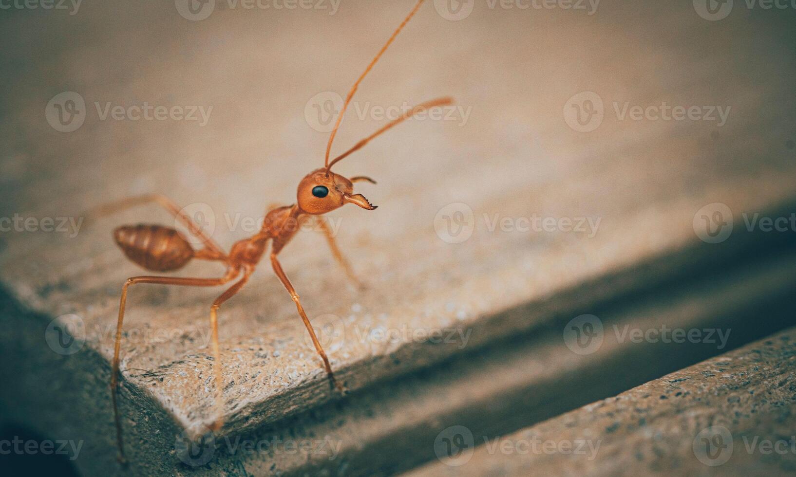 macro ant photo
