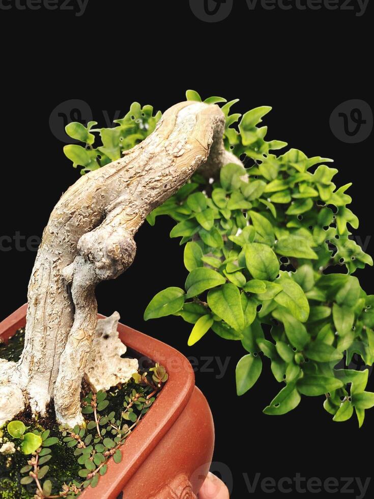 bonsai tree in a decorative pot photo