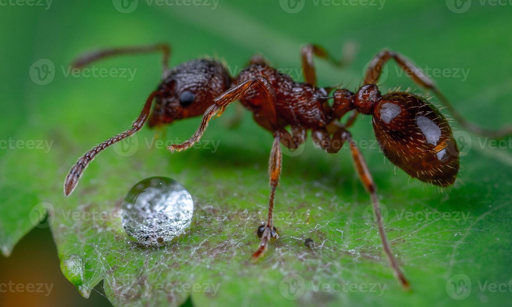 macro ant photo