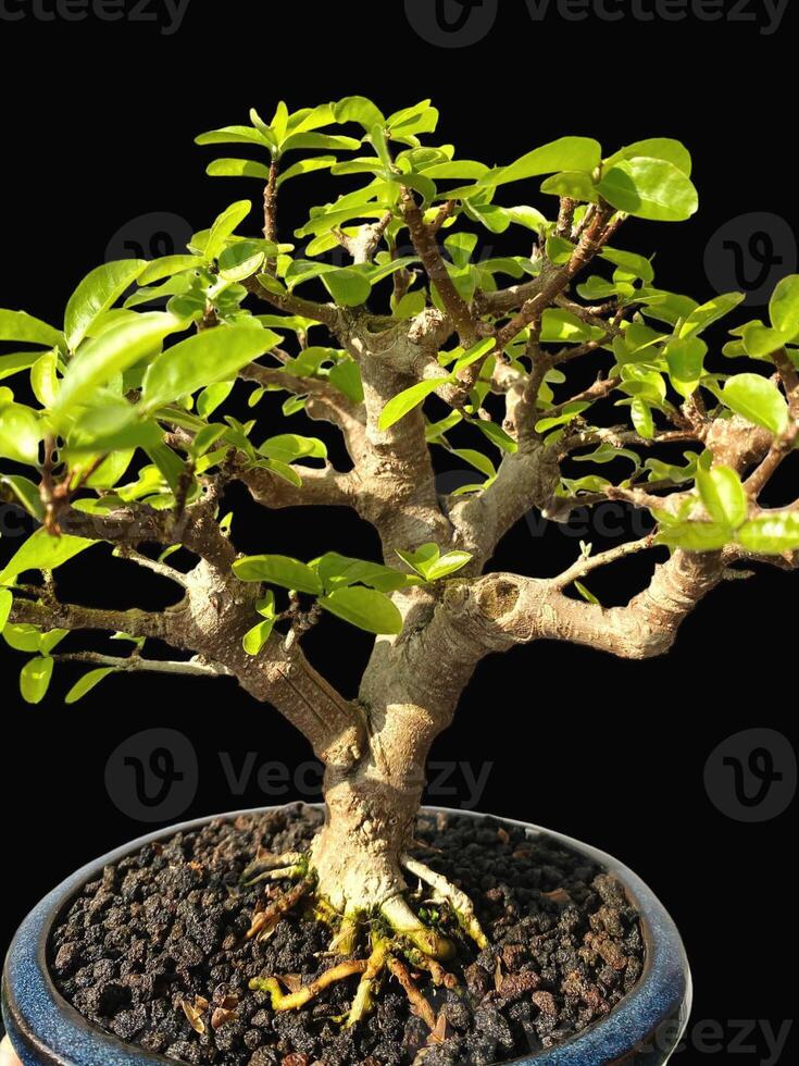bonsai tree in a decorative pot photo