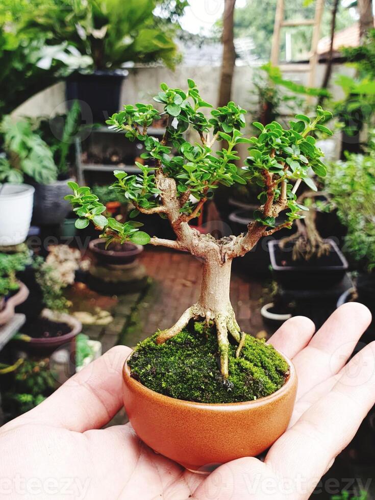 bonsai tree in a decorative pot photo