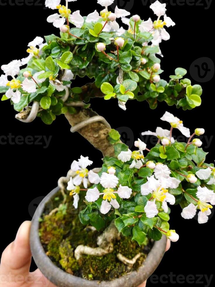 bonsai tree in a decorative pot photo