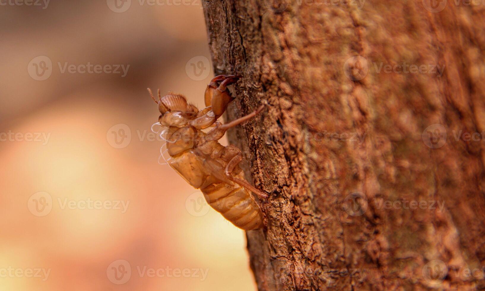 macro ant photo