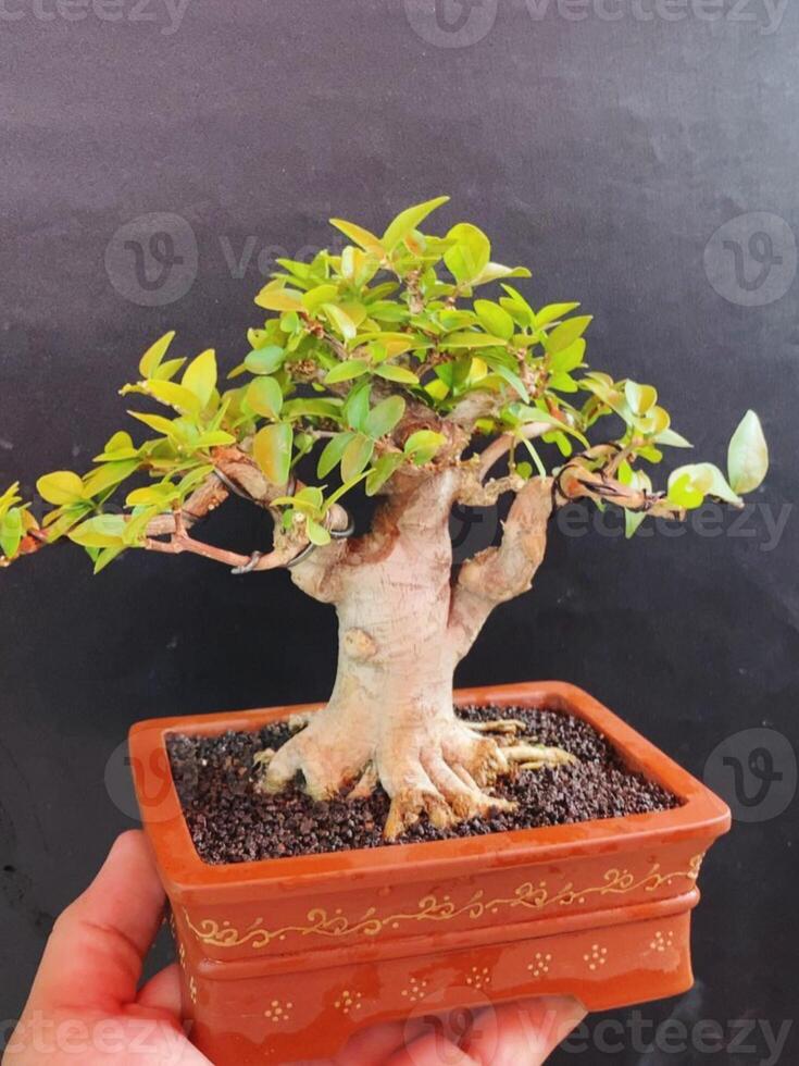 bonsai tree in a decorative pot photo