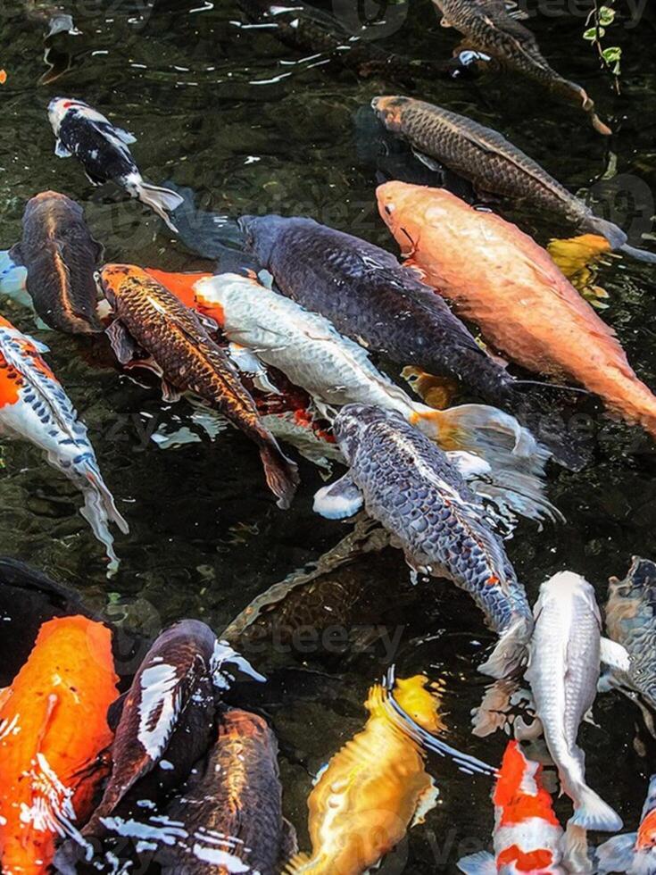 a group of macro chef ornamental fish photo