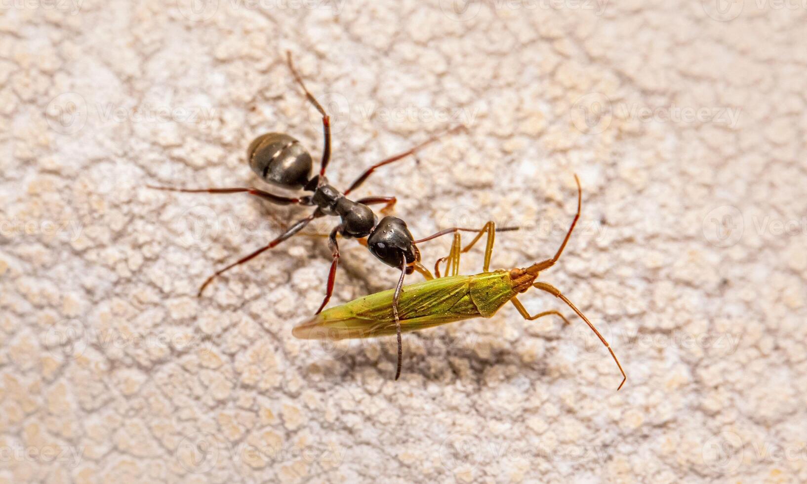 macro ant photo