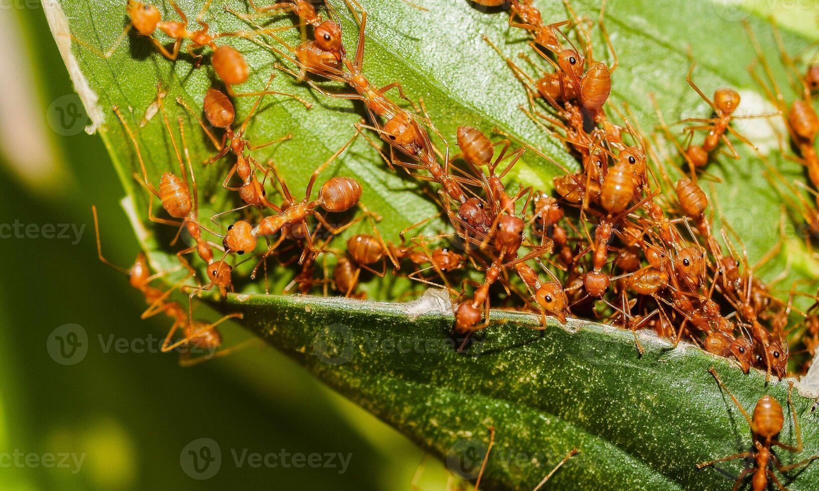macro ant photo
