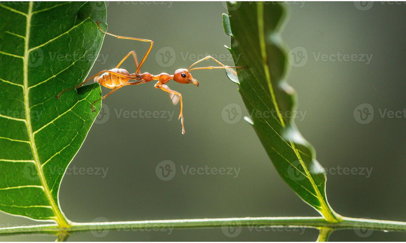 macro ant photo