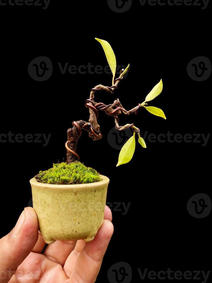 bonsai tree in a decorative pot photo