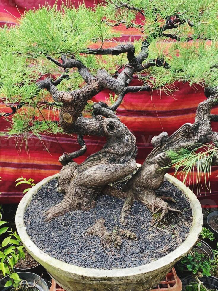 bonsai tree in a decorative pot photo
