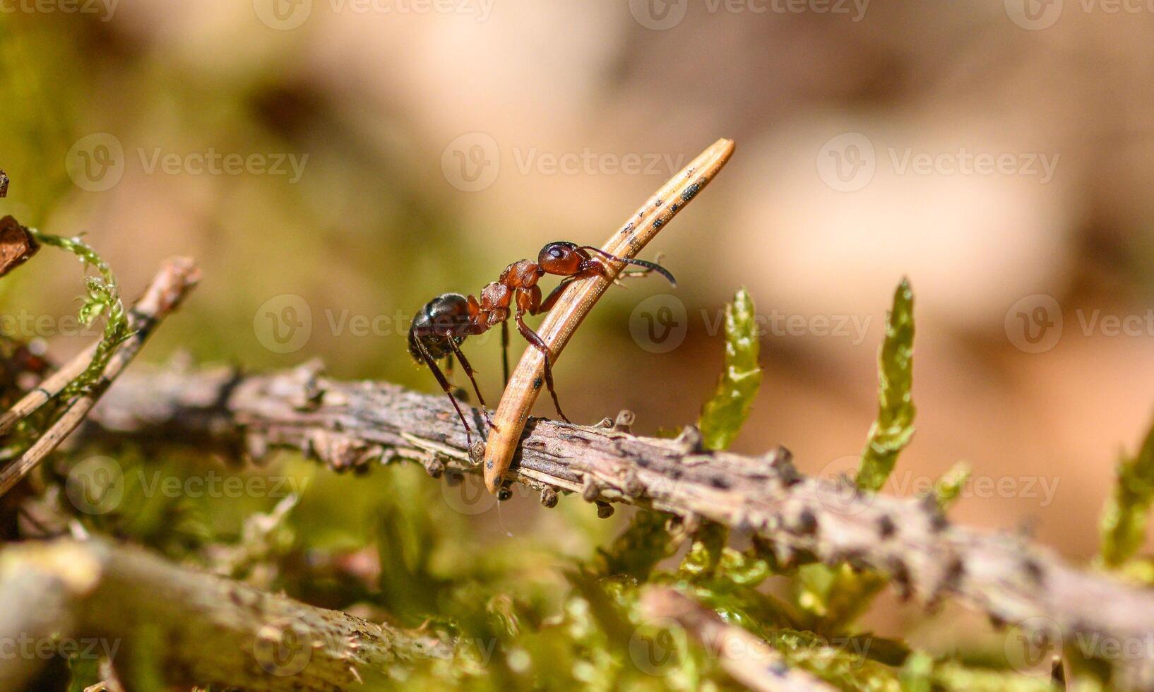 macro ant photo