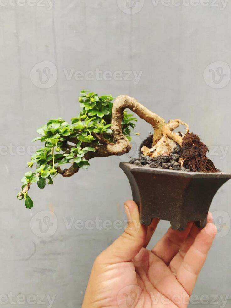 bonsai tree in a decorative pot photo
